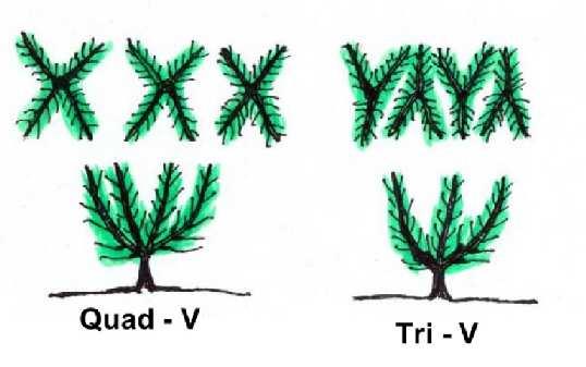 Κύπελλο χωρίς υποβραχίονες Tri-V µε 3 βραχίονες (48 δένδρα/στρ.) Quad-V µε 4 βραχίονες ( 35 δένδρα/στρ.