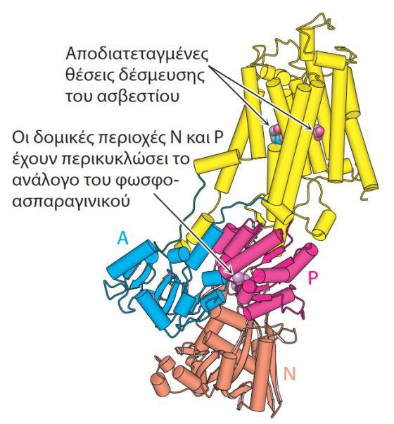 Pymol: