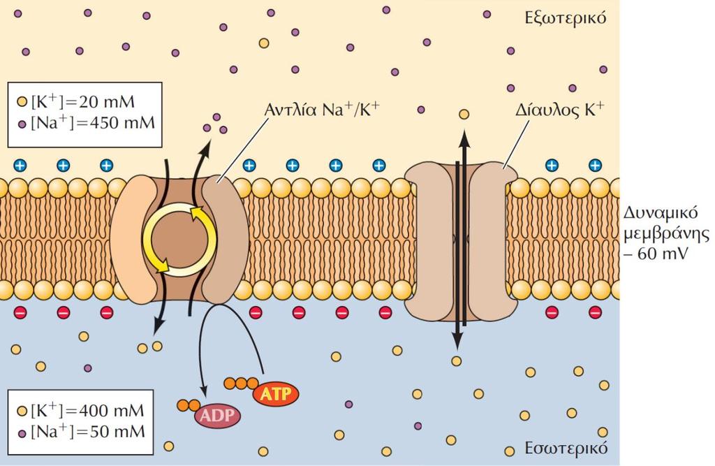 Αντλία Na + -K + Σο Na + αντλείται εξϊ από το κφτταρο, ενϊ το K + αντλείται προσ το εςωτερικό του κυττάρου, ϊςτε θ ςυγκζντρωςθ Na + να είναι υψθλότερθ ςτο εξωτερικό του άξονα απ ό,τι ςτο εςωτερικό