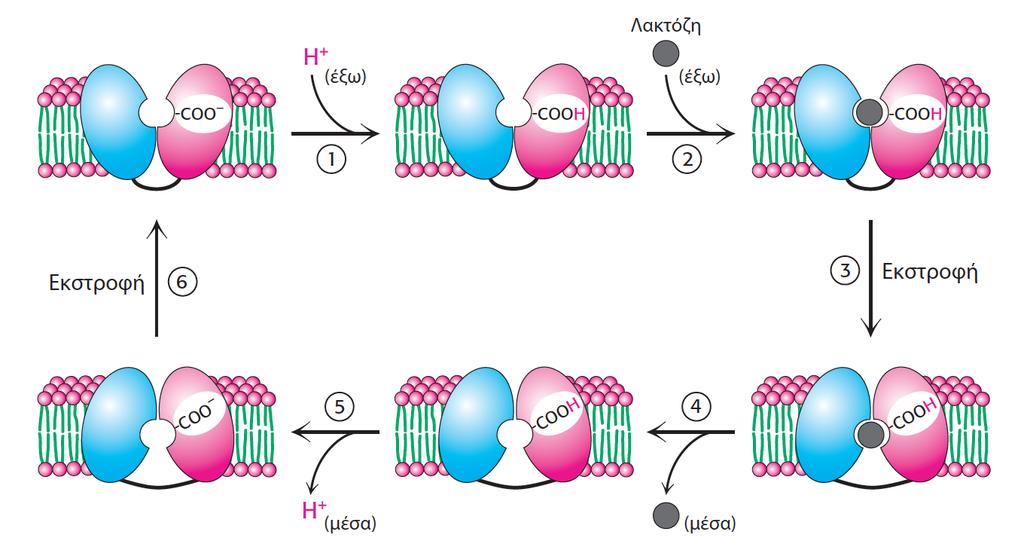 Μθχανιςμόσ λειτουργίασ τθσ διαπεράςθσ τθσ λακτόηθσ Χρθςιμοποιεί τθ βακμίδωςθ τθσ ςυγκζντρωςθσ πρωτονίων (εξωκυτταρικά μεγαλφτερθ ςυγκζντρωςθ Η + ).