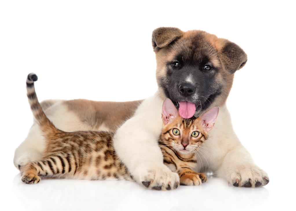 Energyformula Το PET Energyformula είναι ένα συμπλήρωμα διατροφής για σκύλους και γάτες σχεδιασμένο να εξισορροπεί τις ενεργειακές και μεταβολικές ανάγκες σε καταστάσεις οργανικού στρες ( έντονη