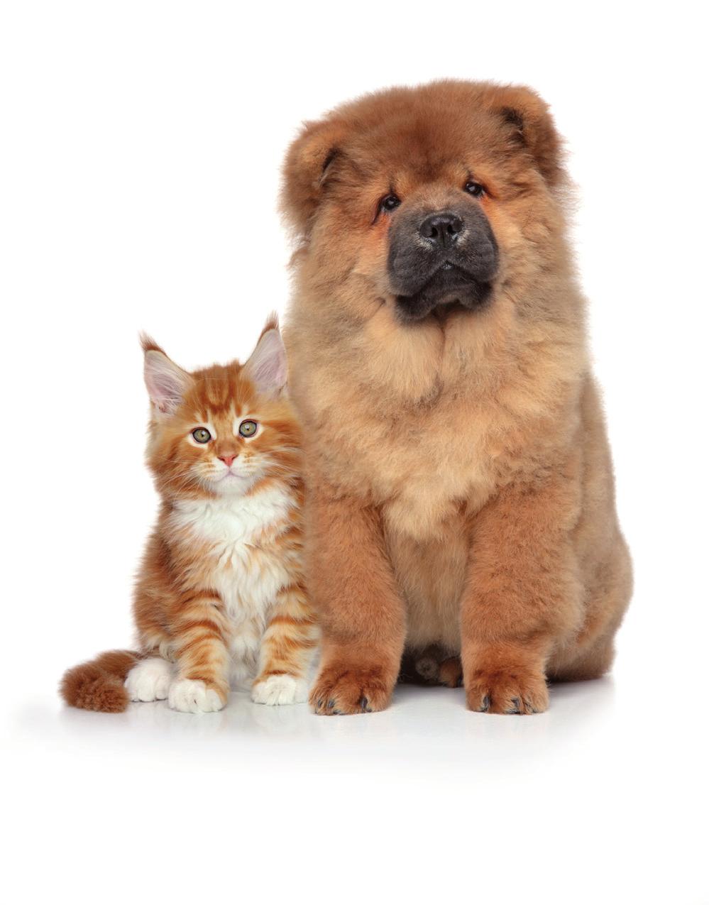 Enteroformula Το PET Enteroformula είναι ένα συμπλήρωμα διατροφής για σκύλους και γάτες σχεδιασμένο να αντιμετωπίζει αποτελεσματικά τις γαστρεντερικές διαταραχές που οφείλονται σε απότομες αλλαγές