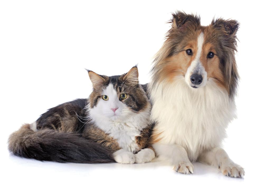 Flamformula Το PET Flamformula είναι ένα συμπλήρωμα διατροφής για σκύλους και γάτες σχεδιασμένο να αντιμετωπίζει αποτελεσματικά τα μυοσκελετικά προβλήματα καί /ή τον κνησμό(δέρμα,αυτιά).