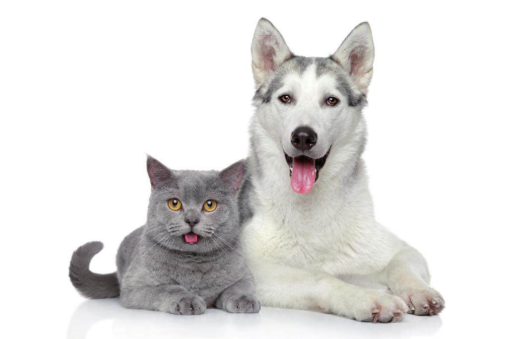 Immunoformula Το PET Immunoformula είναι ένα συμπλήρωμα διατροφής για σκύλους και γάτες σχεδιασμένο να ενισχύει το ανοσοποιητικό σύστημα.