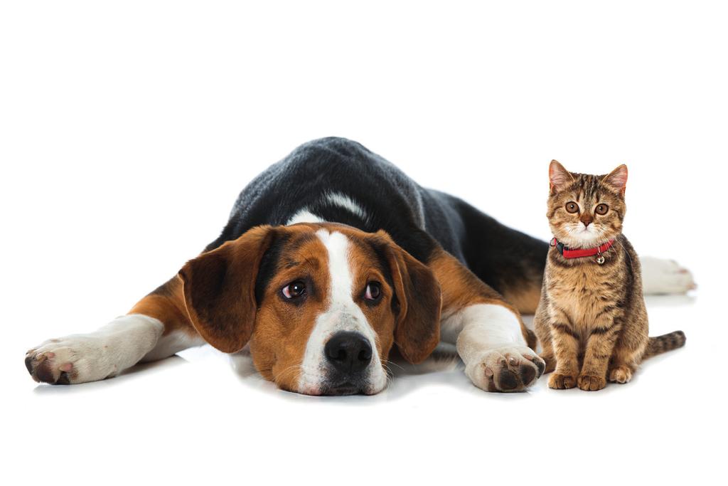 Liverformula To PET Liverformula είναι ένα συμπλήρωμα διατροφής για σκύλους και γάτες σχεδιασμένο να αντιμετωπίζει αποτελεσματικά τα προβλήματα που παρουσιάζονται στο ήπαρ ( λειτουργικές διαταραχές