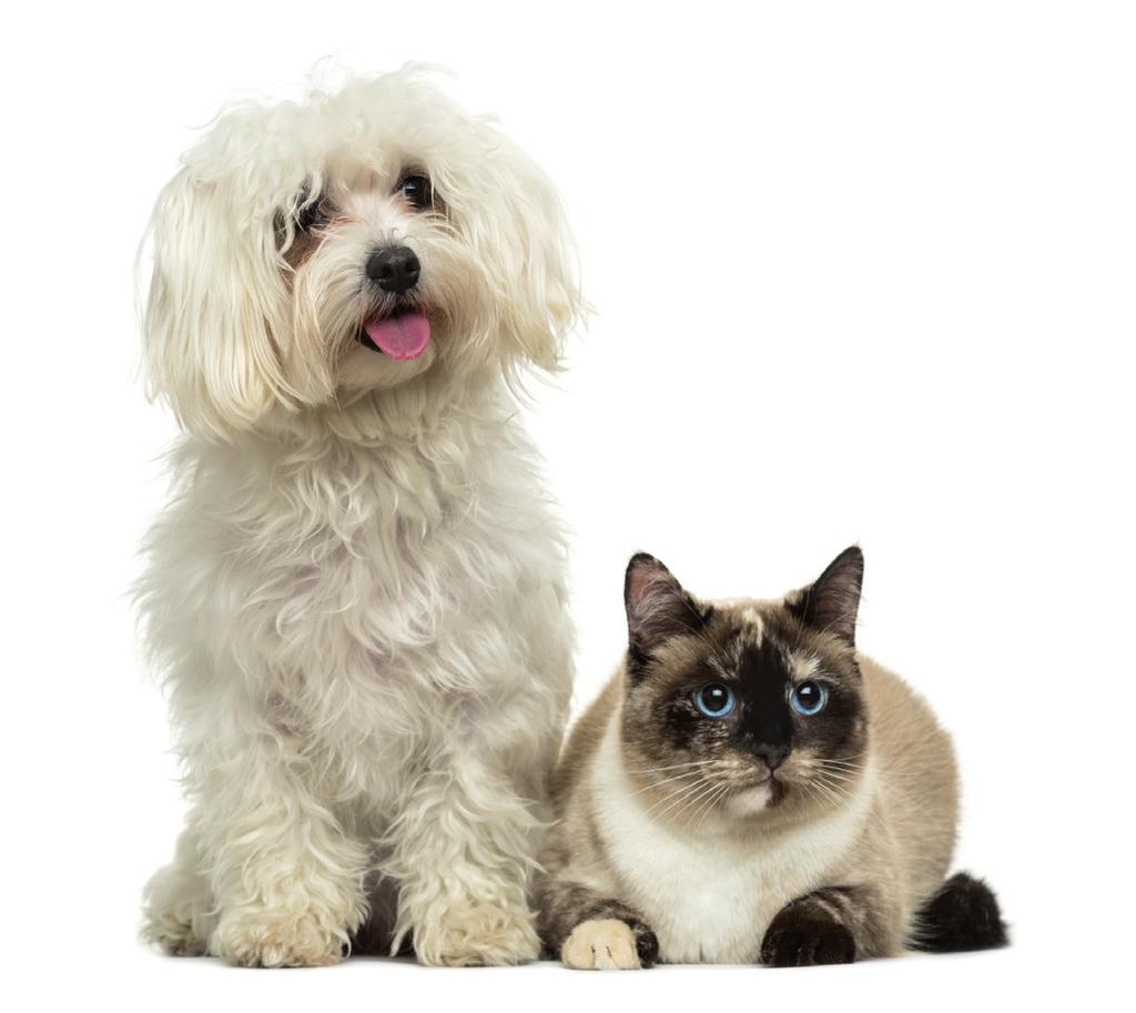 Allergyformula Το PET Allergyformula είναι ένα συμπλήρωμα διατροφής για σκύλους και γάτες σχεδιασμένο να προάγει την ευεξία των σκύλων και των γατών που εμφανίζουν αλλεργικά συμπτώματα.