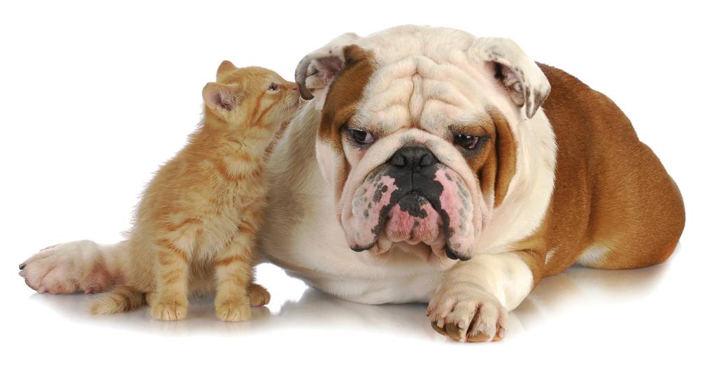 Armonyformula Το PET Armonyformula είναι ένα συμπλήρωμα διατροφής για σκύλους και γάτες σχεδιασμένο να ηρεμεί τον οργανισμό σε αντίξοες συνθήκες έντονου στρες, όπως δυνατοί θόρυβοι (κεραυνοί,