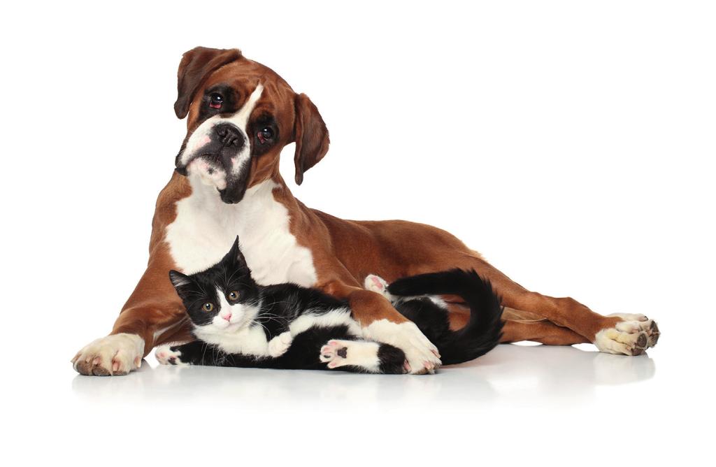 Arthroformula Το PET Arthroformula είναι ένα συμπλήρωμα διατροφής για σκύλους και γάτες σχεδιασμένο να αντιμετωπίζει αποτελεσματικά τα προβλήματα στις αρθρώσεις και στους χόνδρους (οστεοαρθρική
