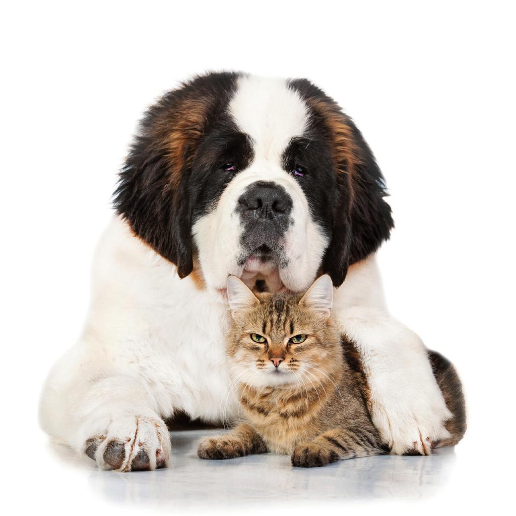Bowelformula Το PET Bowelformula είναι ένα συμπλήρωμα διατροφής για σκύλους και γάτες σχεδιασμένο να βελτιώνει την εντερική διέλευση, να μειώνει τη δυσκοιλιότητα και να διευκολύνει την αποβολή των