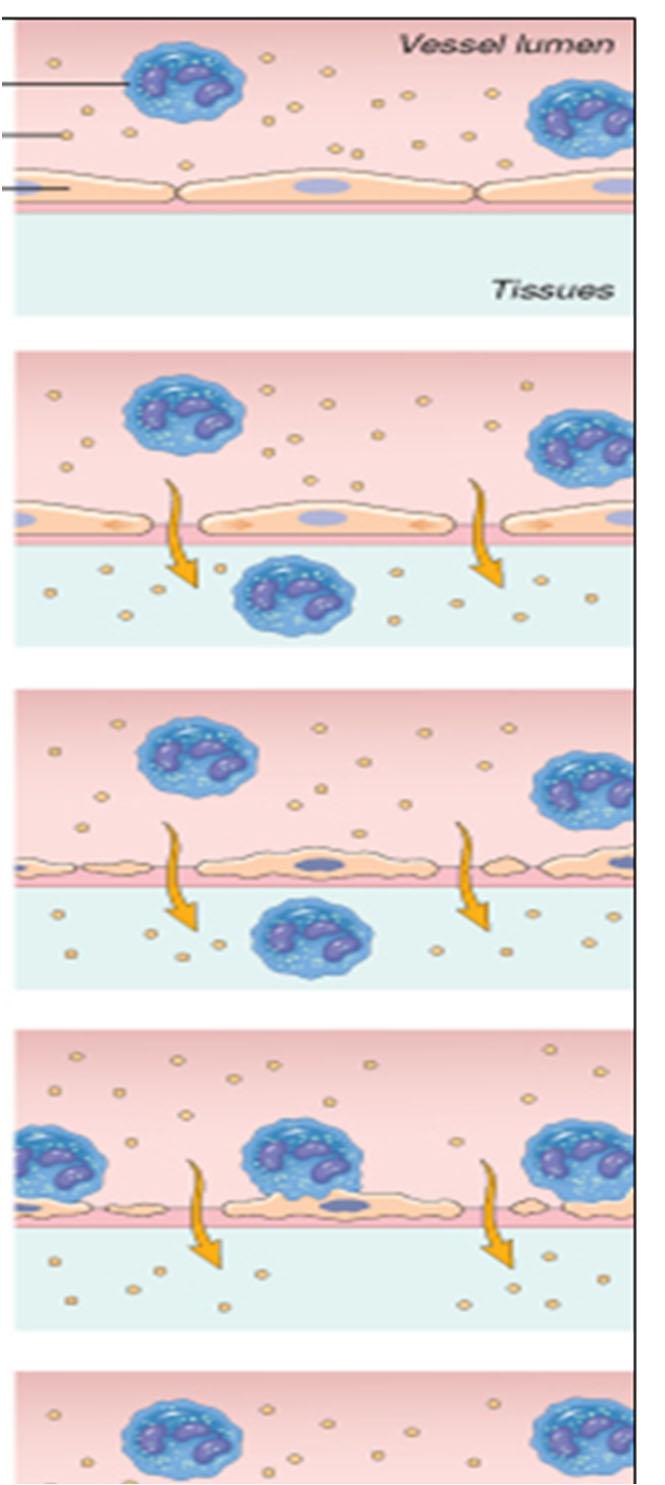 Αγγειακές μεταβολές στη φλεγμονή Λευκά αιμοσφαίρια Πρωτεϊνες πλάσματος Ενδοθήλιο Αυξημένη αγγειακή διαπερατότητα Συστολή των ενδοθηλιακών κυττάρων -Άμεση και βραχείας διάρκειας (λεπτά) -Προκαλείται