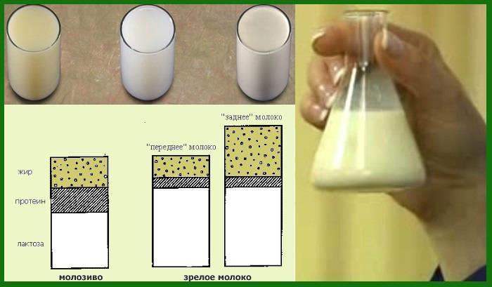 Μεταβατικό Γάλα (από την 7 η ημέρα έως