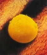 Cochrane Database Syst Rev. 2011 Nov 9;11:CD009038. Quadriphasic versus monophasic oral contraceptives for contraception. Van Vliet HA, Raps M, Lopez LM, Helmerhorst FM.