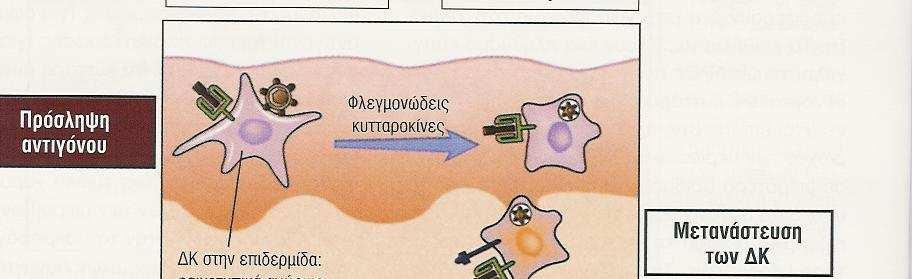 από τα δενδριτικά κύτταρα