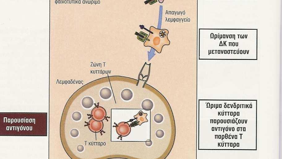 λεµφαγγείο Υποδοχείς