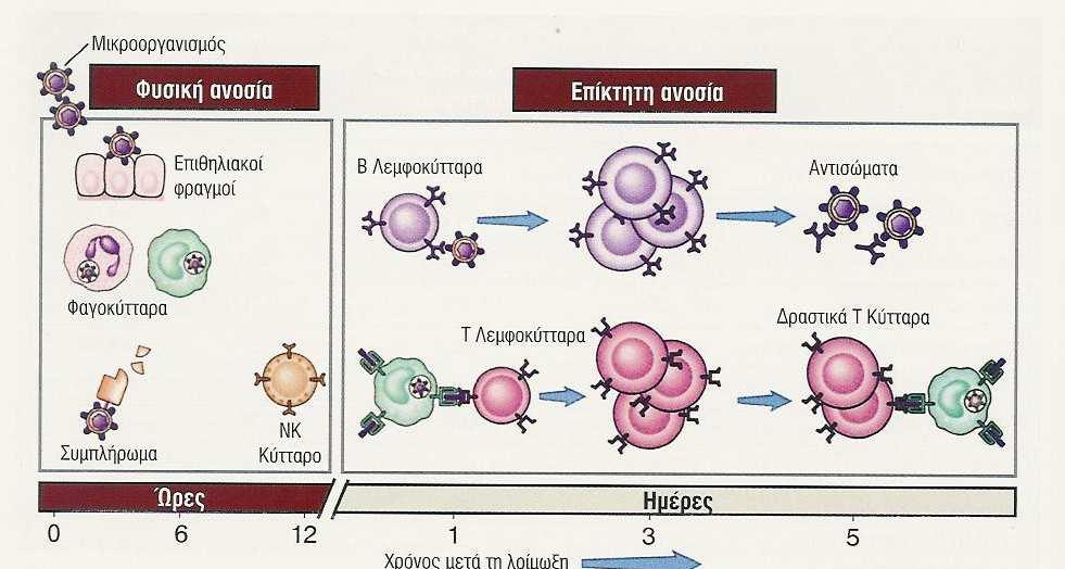 Φυσική ( µη ειδική ) και Επίκτητη (ειδική) ανοσία Φυσική ανοσία Έµφυτη Άµεση δράση Γενική, αναγνωρίζει (µόνο) µικρόβια εν έχει µνήµη Ενισχύει την επίκτητη ανοσία Προσαρµοζόµενη Χρειάζεται χρόνο για