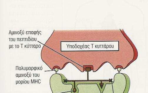 οµή των µορίων MHC τάξης