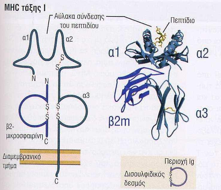 περιοχές + CD8 Περιέχουν