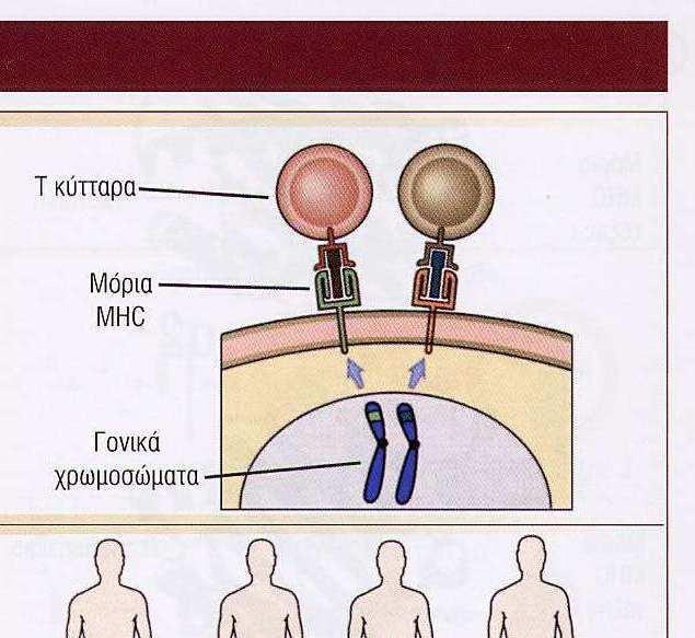 Οι ιδιότητες των µορίων και των γονιδίων του MHC Χαρακτηριστικό Σηµασία Συγκυρίαρχη έκφραση: Εκφράζονται και τα δύο γονικά αλλήλια κάθε γονιδίου MHC
