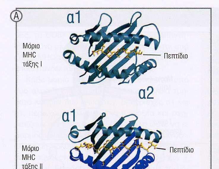 Η πρόσδεση των πεπτιδίων στο µόριο MHC