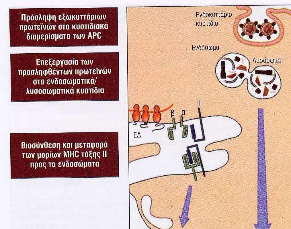 Η οδός του MHC τάξης ΙΙ για την επεξεργασία ενδοκυτταρωµένων αντιγόνων στα κυστίδια Τα MHC ΙΙ µόρια µεταφέρουν από ένα µόριο µιας πρωτεϊνης, την αµετάβλητη