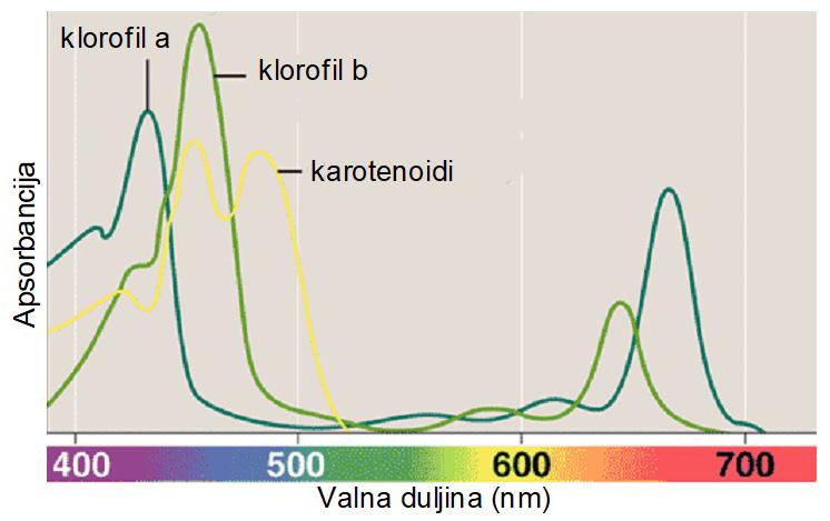 Treba snimiti UV/ vis spektar zelene (vježba 9), odnosno narančaste frakcije i usporediti sa spektrima na slici 12.