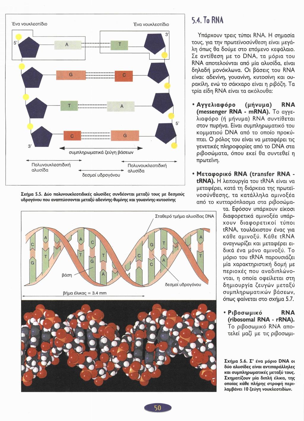 5.4. To RNA Υπάρχουν τρεις τύποι RNA. Η σημασία τους, για την πρωτεϊνοσύνθεση είναι μεγάλη όπως θα δούμε στο επόμενο κεφάλαιο.