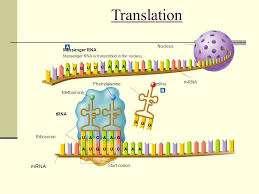 Μετάφραση ονομάζεται το στάδιο της έκφρασης της γενετικής πληροφορίας κατά το οποίο δημιουργείται η πολυπεπτιδική