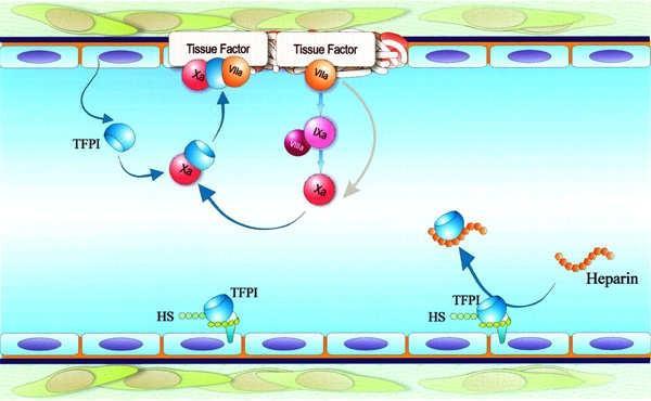 TFPI Το ενδοθήλιο αποτελεί την κύρια πηγή TFPI, ο οποίος ενεργοποιείται