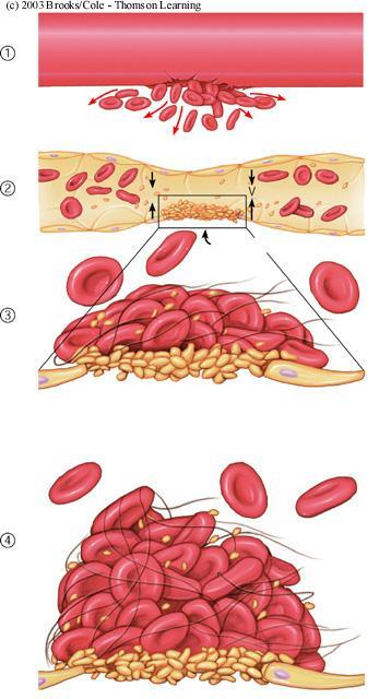 Αρχική αιμόσταση Βασικά στοιχεία Αιμοπετάλια Ενδοθηλιακά κύτταρα Υπενδοθήλιο Απάντηση αγγειακού τοιχώματος