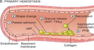 Αρχική αιμόσταση: Αιμοπετάλια Φάσεις αρχικής αιμόστασης Προσκόλληση (adhesion) Ενεργοποίηση - Αλλαγή σχήματος (shape