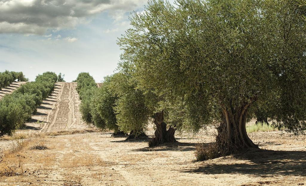 ΕΤΑΙΡΙΑ Η αποστολή μας εδώ στις Γνήσιες Γεύσεις είναι απλή: Να σας πάμε σε ένα γευστικό ταξίδι γεμάτο καλοκαιρινά φρούτα, αμπελώνες, δενδρόκηπους και ελαιώνες, μέσω της αποκλειστικής μας σειράς