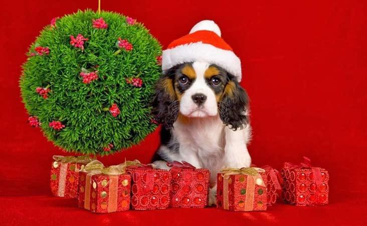 Γι αυτό και παγκόσμια τις ημέρες των εορτών, οι φιλοζωικές και περιβαλλοντικές οργανώσεις στέλνουν το μήνυμα ότι «τα ζώα είναι φίλοι μας για μια ζωή, όχι μόνο για τα Χριστούγεννα».