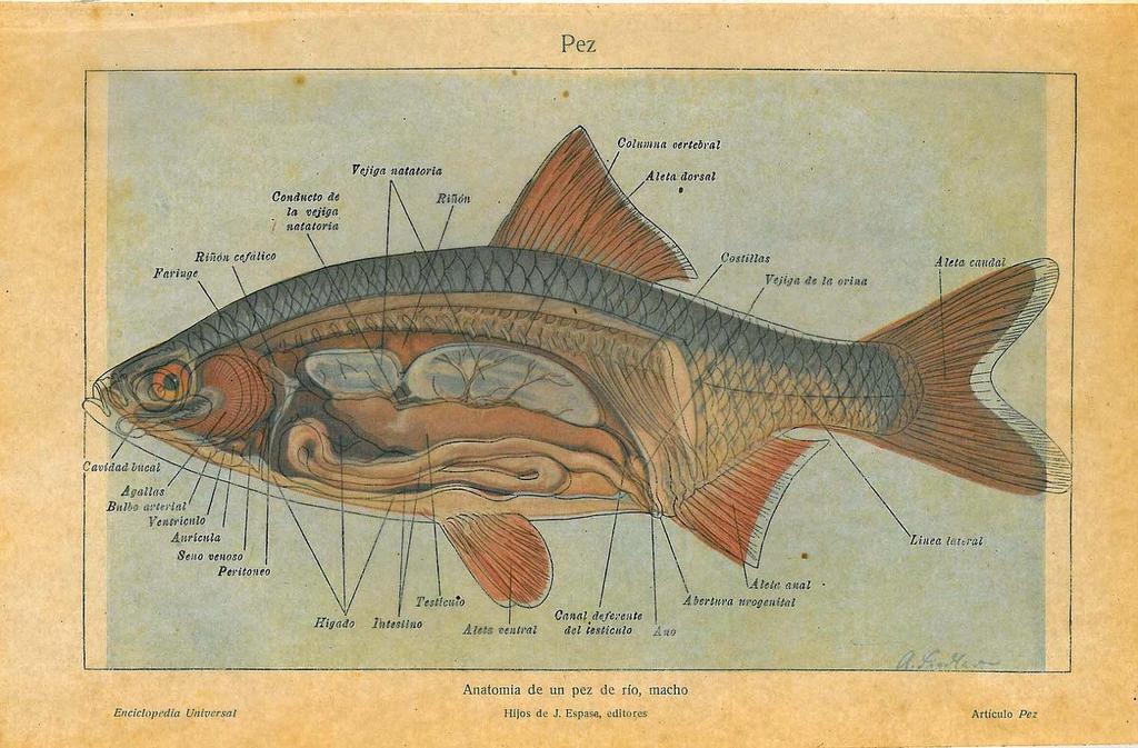 ΑΝΑΤΟΜΙΑ ΨΑΡΙΟΥ FISH ANATOMY Μ. Παυλίδης, Καθηγητής Ε.