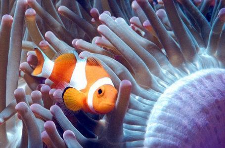 Clownfish (Amphiprion percula) Ερμαφρόδιτα πρώτανδρα (hermaphrodites - protandry) Εξωτερική