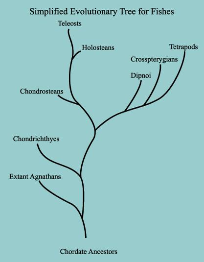 Ταξινόμηση Taxonomy