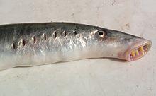 Chondrichthyes Neopterygii 1 Elasmobranchii (815) 2 Holocephaloi (31) 3