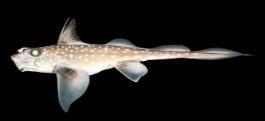 Teleostei (>25,000) Sarcopterygii (lobefins) Choanota Tetrapoda Amphibia 7