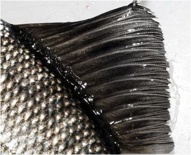 Paired fins 1.