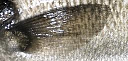 Εδρικό (Dorsal fin)