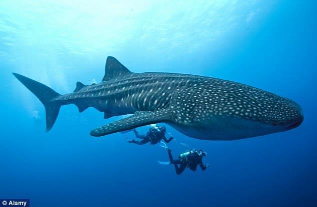 Whale shark (20 m,