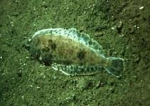 typus Dover sole