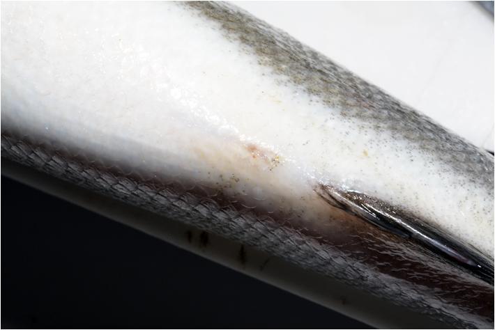 Έδρα (Anus) Ουρογεννητικός Πόρος