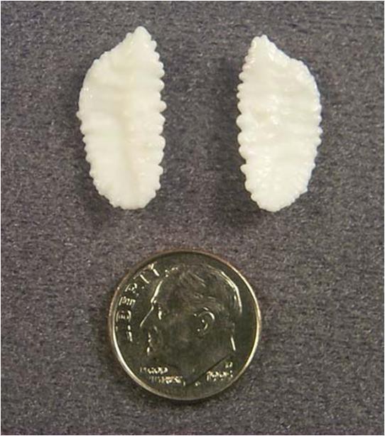 Ωτόλιθοι (Otoliths) Δομές από ανθρακικό ασβέστιο που