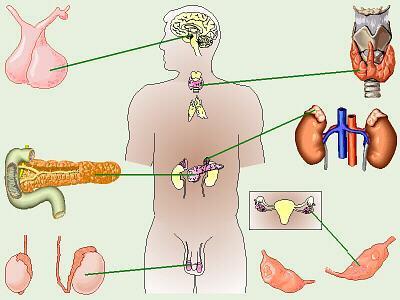 Ενδοκρινικό Σύστημα Endocrine system 1 2 3 10 11 12 9 13 4 5 6 7 8 1 Υποθάλαμος - 2