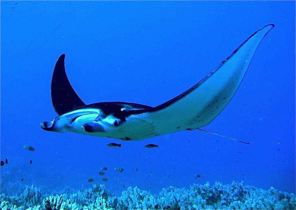 Manta ray