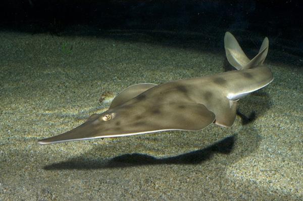 fish