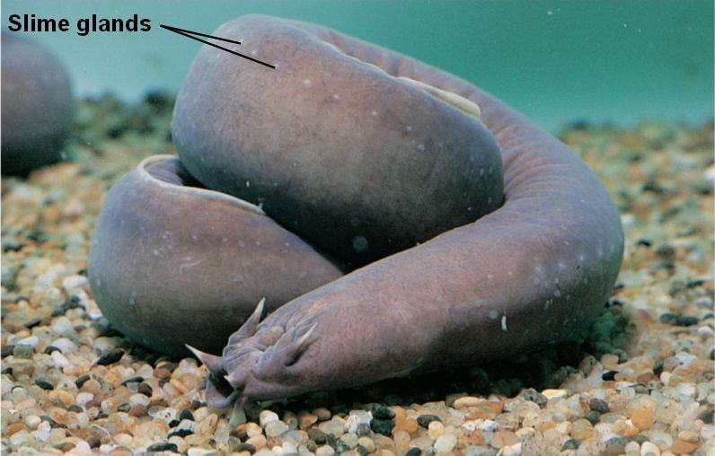 Lamprey 3