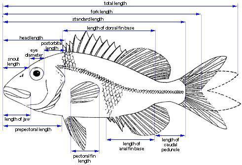 Σωματομετρία (Somatometry) Οστεϊχθύς (Osteichthyes) Length: Μήκος Total: Ολικό - Fork: Μεσουραίο - Standard: Τυπικό