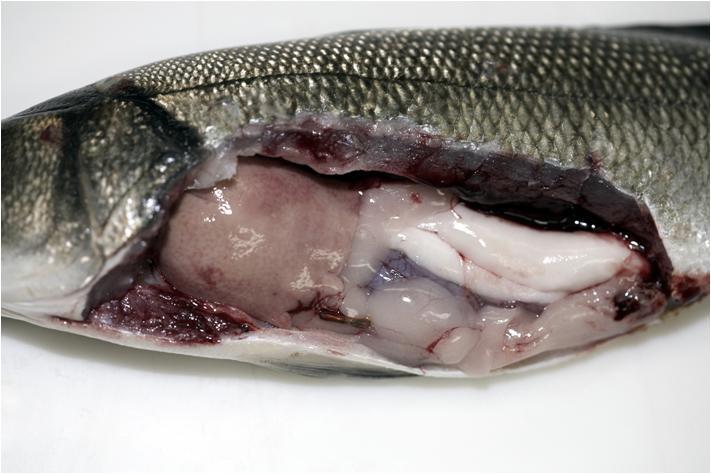 Τελεόστεος (Teleostei) - Εσωτερική Μορφολογία (Internal morphology) 2 3 5 4 4 3 5 6 8 7 Βράγχια (Gills) Καρδιά (Heart) Ήπαρ (Liver) Σπλήνας (Spleen) Χοληδόχο κύστη (Gall bladder)