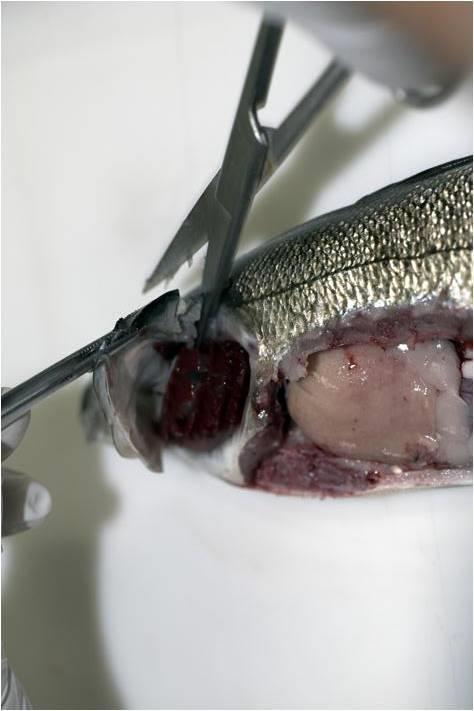Βράγχια (Gills)